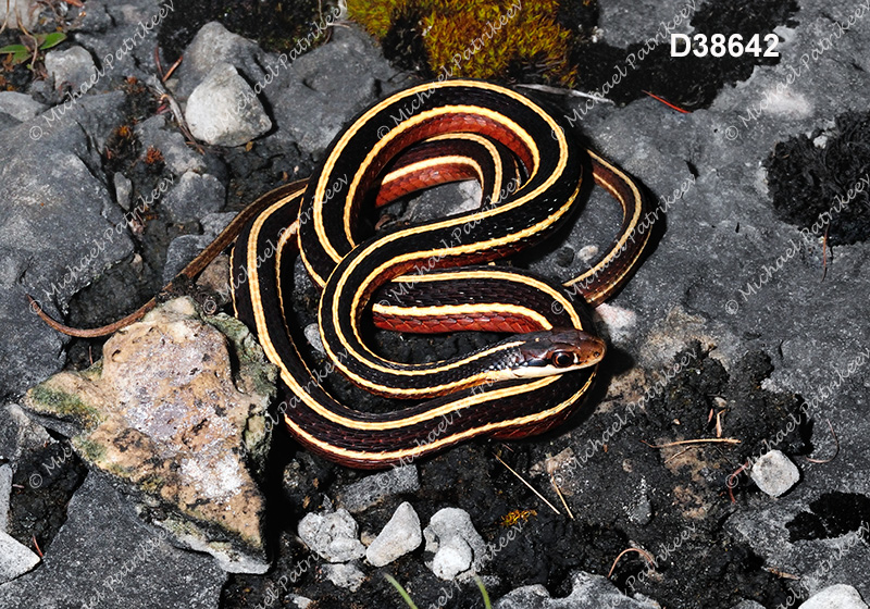 Eastern Ribbon Snake (Thamnophis sauritus)